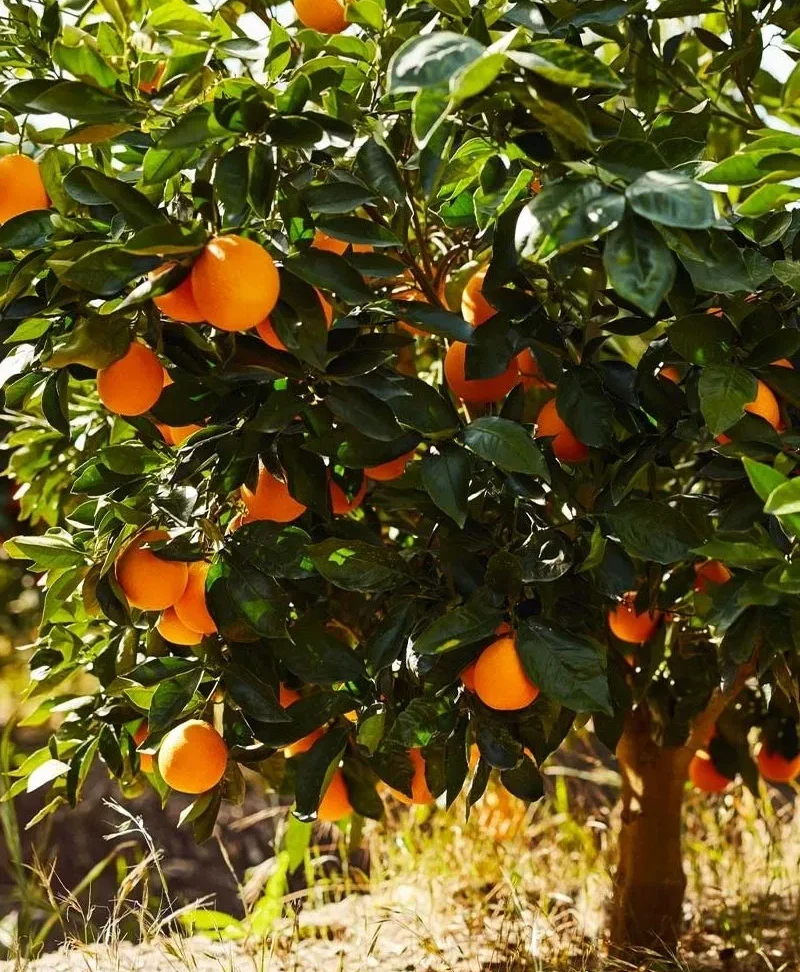 retree-Orange-Tree-شجرة-Orange-Tree-Orange-Sapling-شتلة-برتقال-شجرة-برتقال-Retree-800x1000